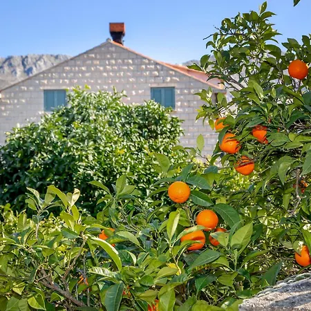 Adriana - Zupa Dubrovacka -dubrovnik
